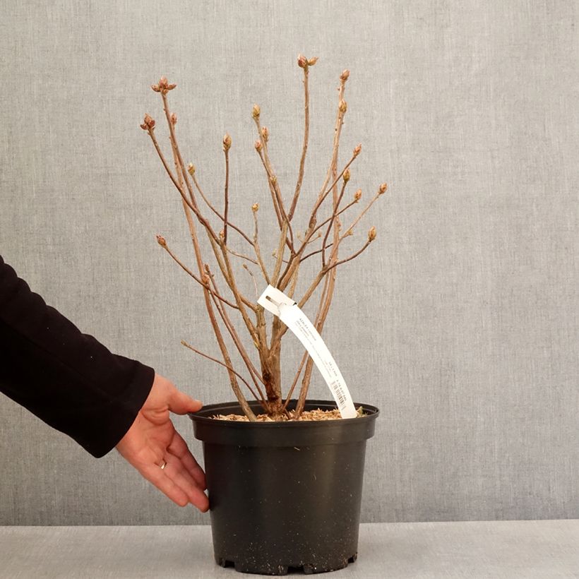 Example of Azalée de Chine Mary Poppins Pot de 4L/5L as you get in printemps