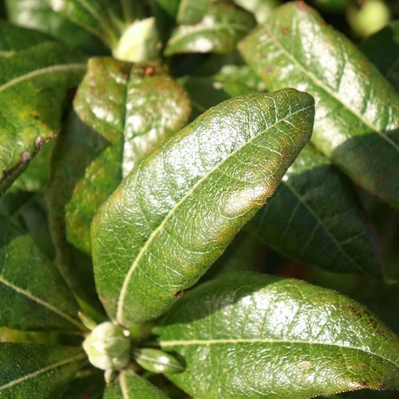 Azalée de Chine Mary Poppins (Foliage)