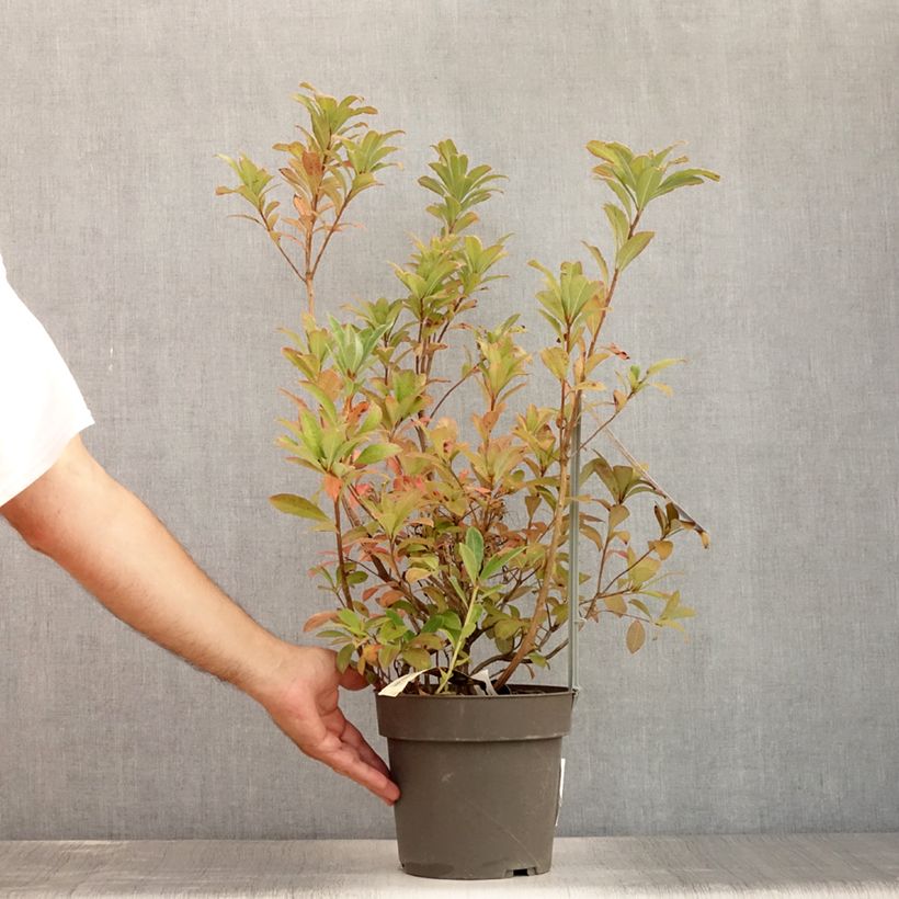 Example of Azalée de Chine Soir de Paris  Pot de 4L/5L as you get in ete