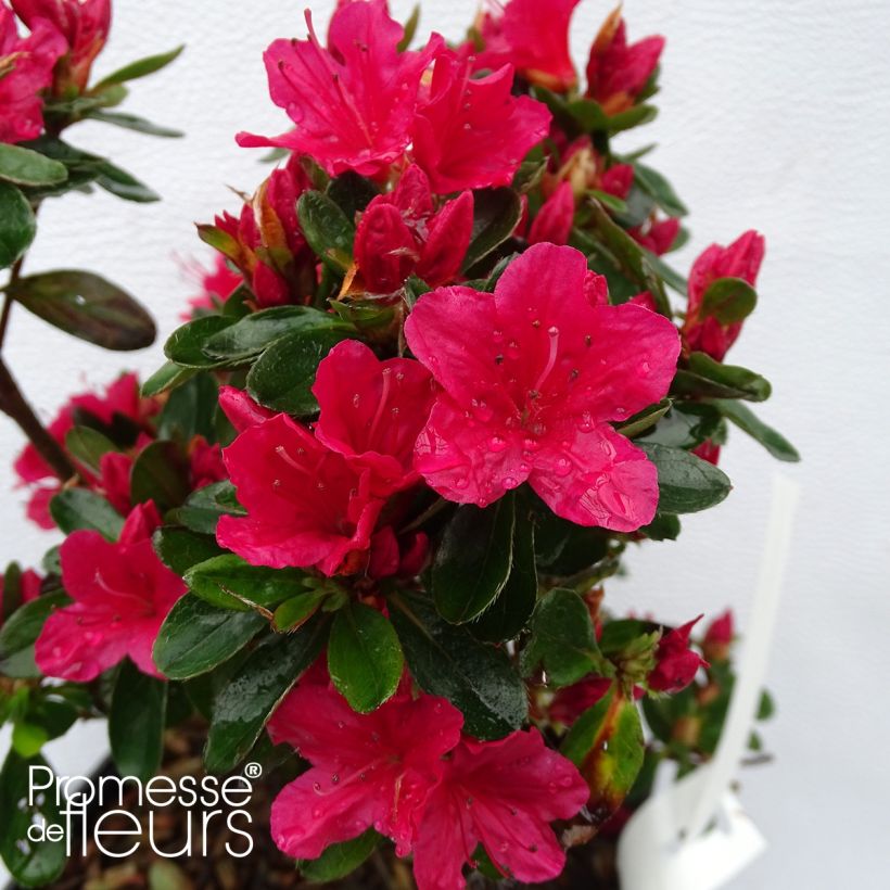 Azalée du Japon Hino-Crimson - Rhododendron hybride (Flowering)