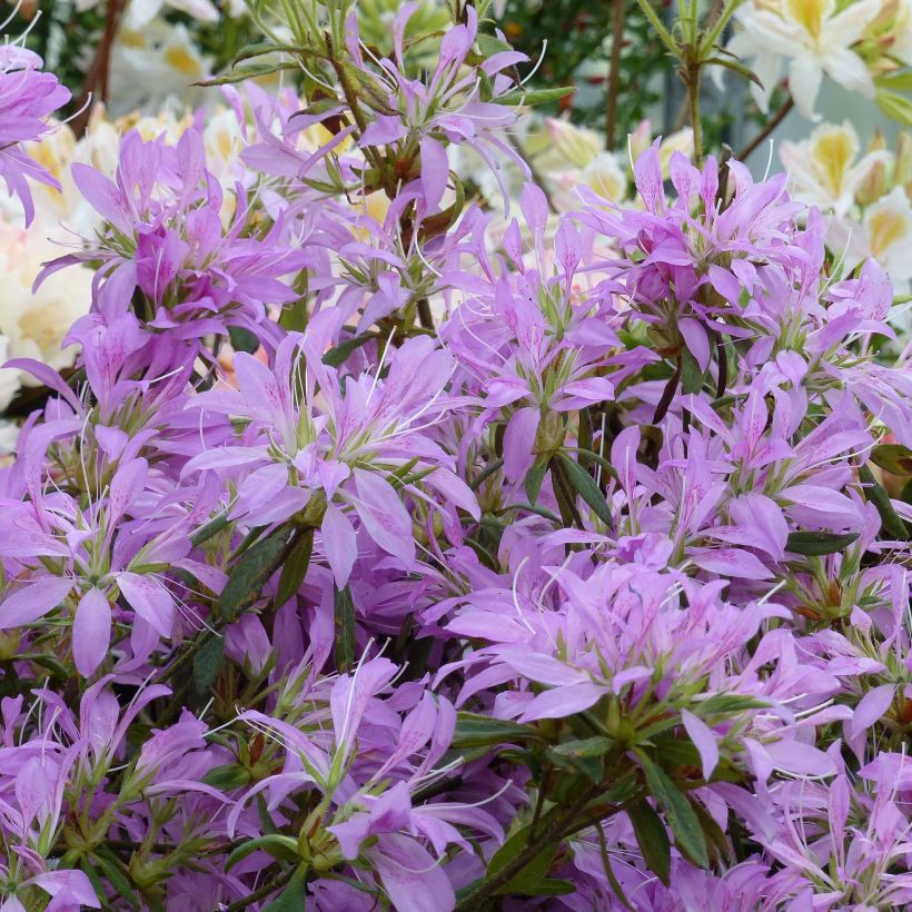 Azalée du Japon Koromo Shikibu - Rhododendron hybride (Flowering)