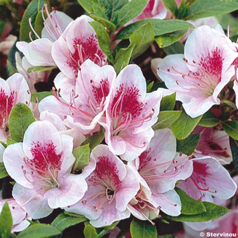 Azalée du Japon Ho Oden - Rhododendron hybride (Flowering)