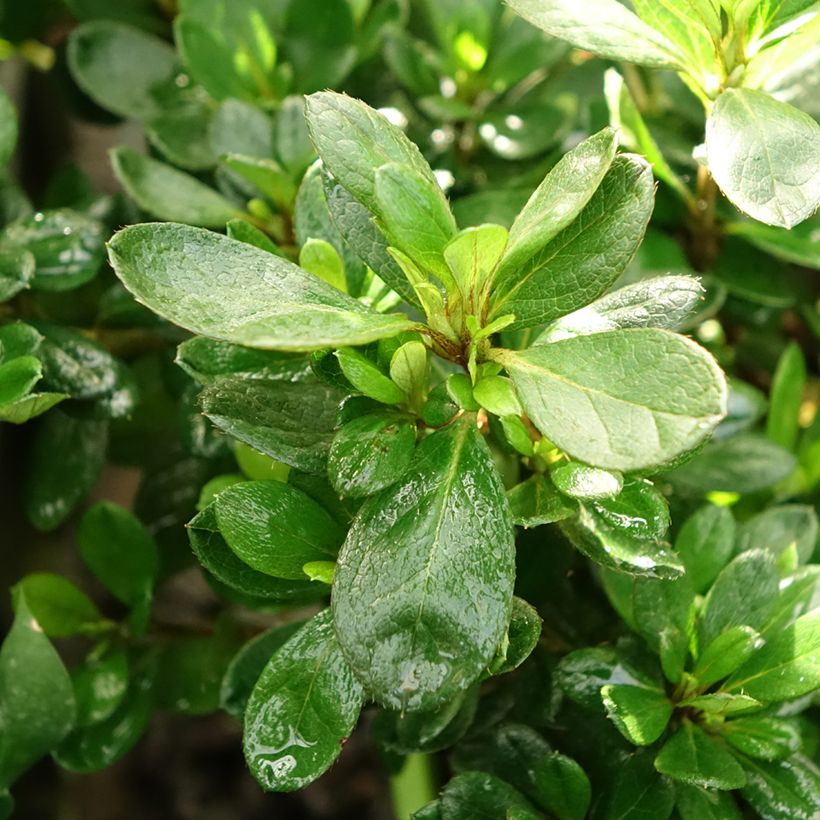 Azalée hybride ENCORE® Bonfire (Foliage)