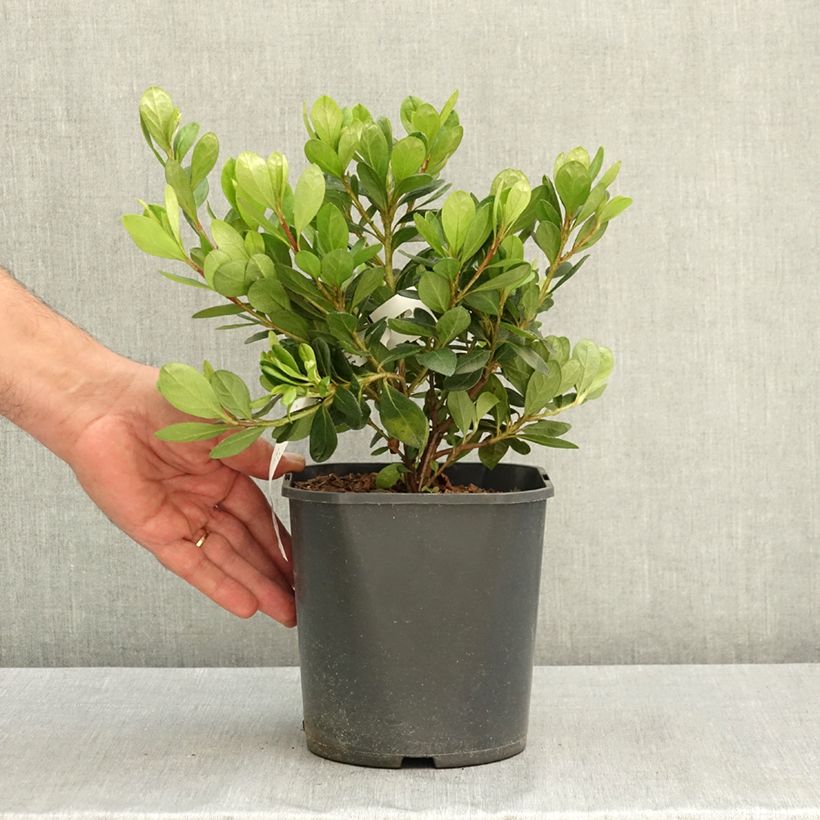 Example of Azalée hybride ENCORE® Bonfire Pot de 3L/4L as you get in ete