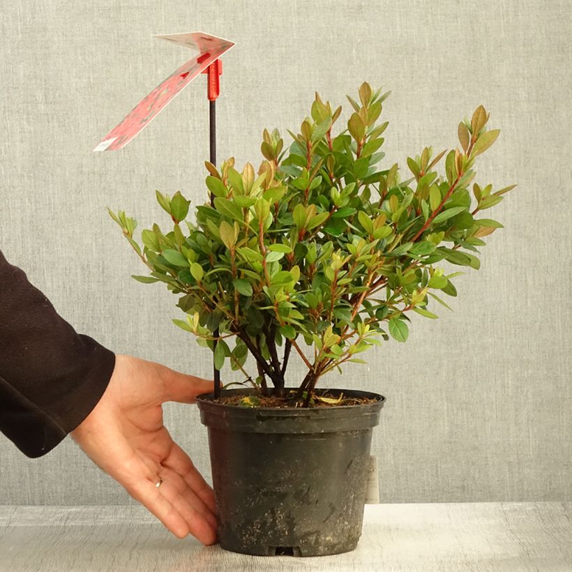 Example of Azalée japonaise - Azalea japonica Arabesk Pot de 1,5L/2L as you get in automne