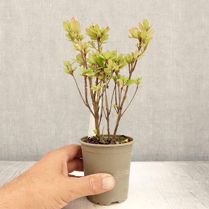 Example of Azalée japonaise - Azalea japonica Arabesk Godet de 8/9 cm as you get in ete