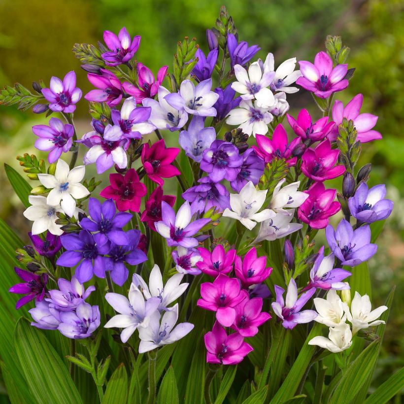 Babiana stricta - Babiane, Fleur de babouin en mélange (Flowering)