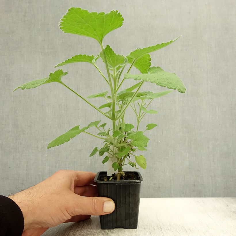 Example of Ballota hirsuta - Ballote hirsute Godet de 8/9 cm as you get in automne