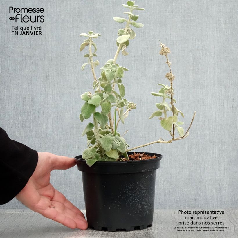 Example of Ballota pseudodictamnus - Ballote pseudodictame Pot de 2L/3L as you get in hiver