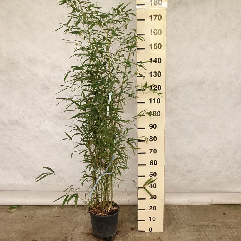 Example of Bambou doré - Phyllostachys aurea Pot de 7,5L/10L as you get in ete