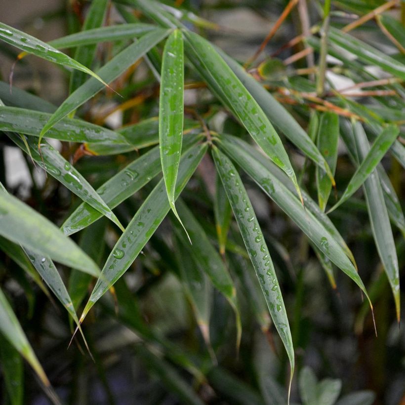 Fargesia robusta - Bambou non traçant (Foliage)
