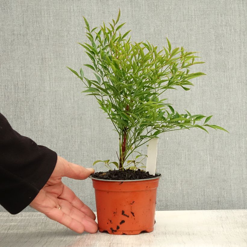 Example of Bambou sacré - Nandina domestica Moon Bay Godet de 8/9 cm as you get in automne