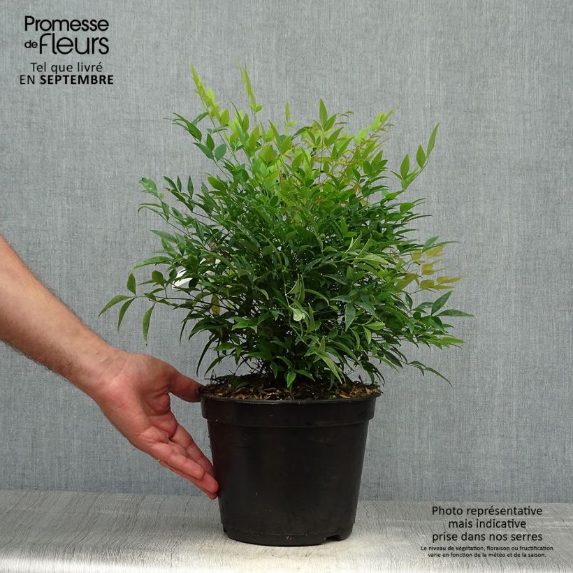 Example of Bambou sacré - Nandina domestica Moon Bay Pot de 3L/4L as you get in automne