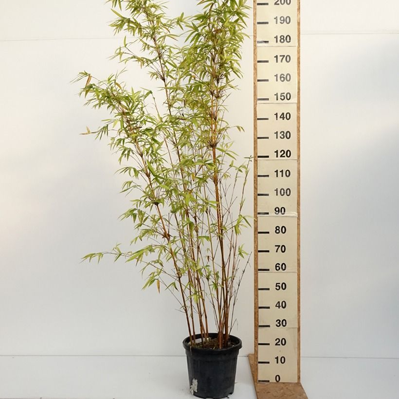 Example of Bambusa multiplex  Alphonse Karr - Bambou d'intérieur Pot de 12L/15L as you get in automne