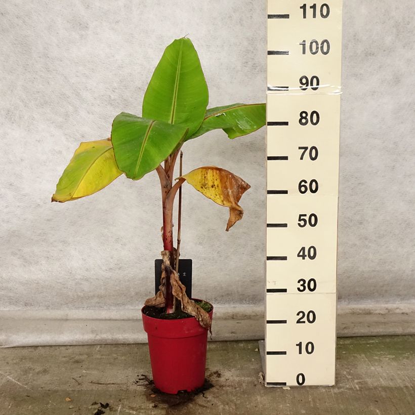 Example of Bananier rouge - Musa acuminata Red Dacca Pot de 6L/7L as you get in automne
