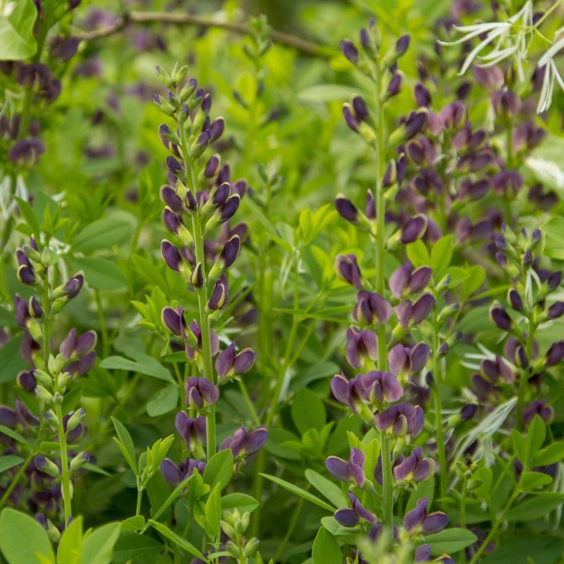 Baptisia australis minor Dark Blue - Lupin indigo (Flowering)