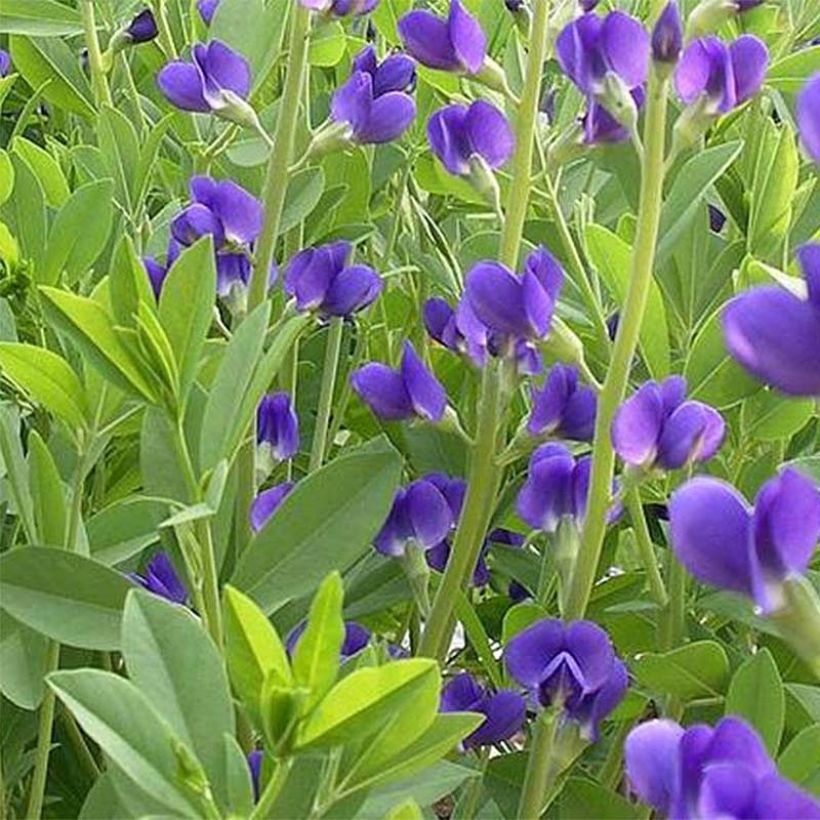 Baptisia Caspian Blue - Lupin indigo (Flowering)