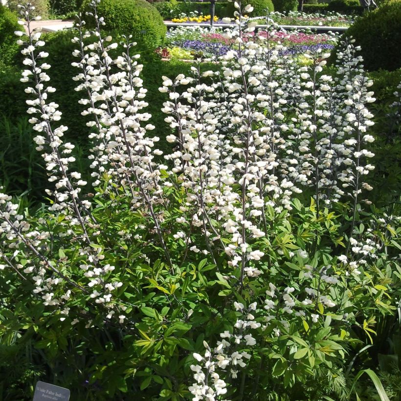 Baptisia pendula alba - Faux indigo blanc (Flowering)