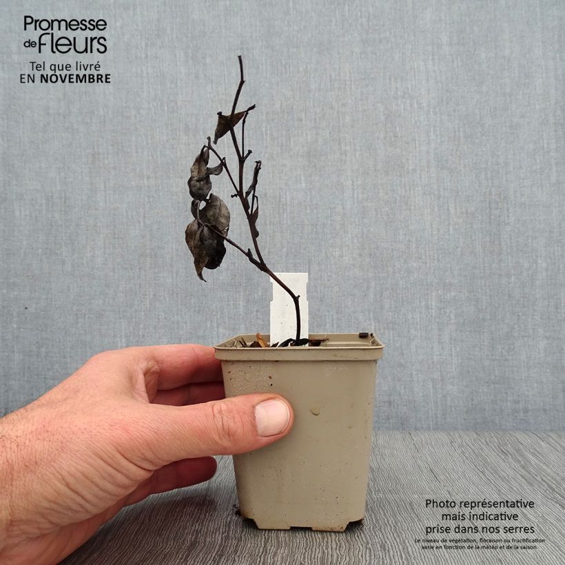 Example of Baptisia pendula alba - Faux indigo blanc Godet de 8/9 cm as you get in automne