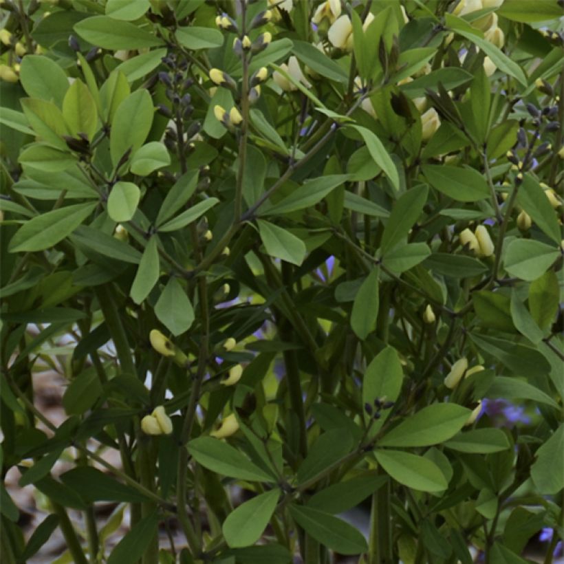 Baptisia Vanilla Cream - Lupin indigo (Foliage)