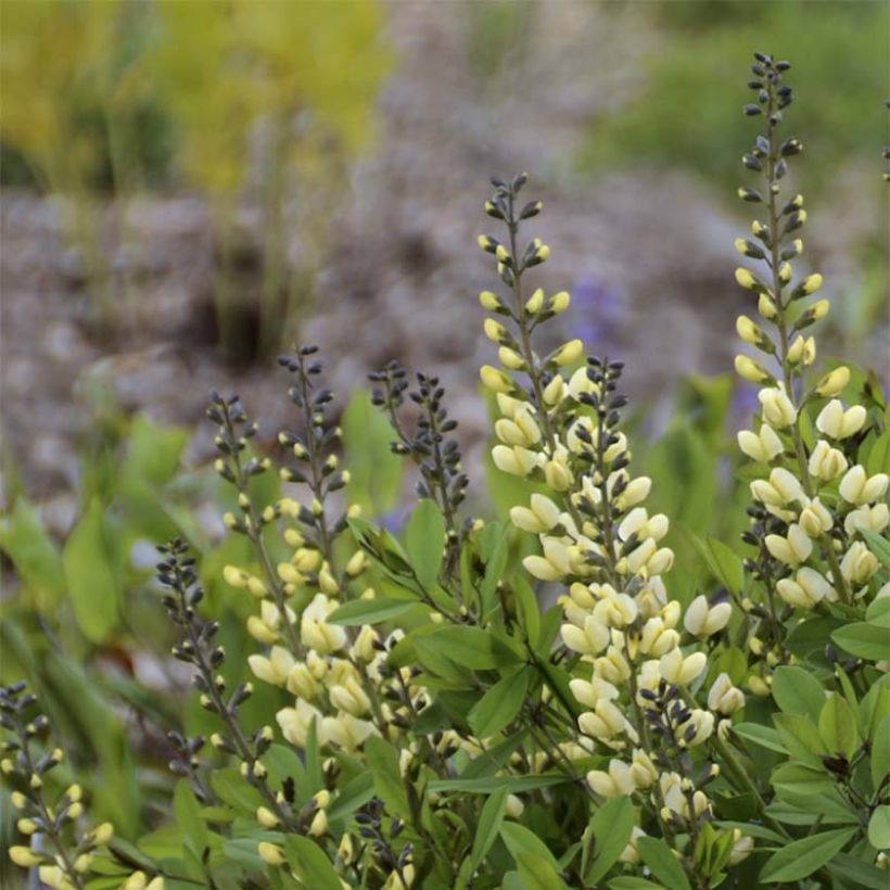 Baptisia Vanilla Cream - Lupin indigo (Flowering)
