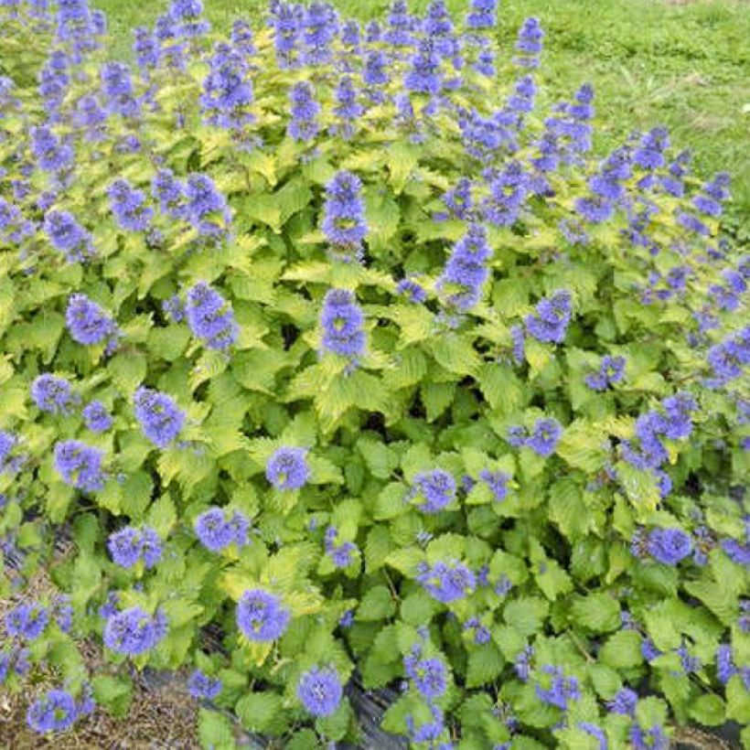 Caryopteris clandonensis Good as Gold - Spirée bleue (Plant habit)