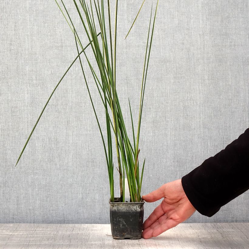 Example of Baumea rubiginosa - Jonc mou Godet de 8/9 cm as you get in printemps
