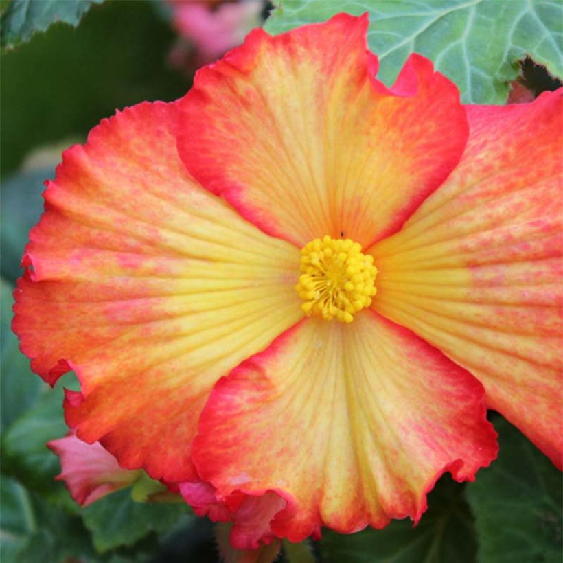 Begonia crispa marginata Yellow-Red (Flowering)
