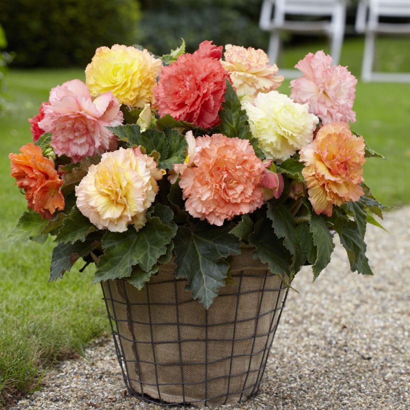 Begonia double pastel en mélange (Plant habit)