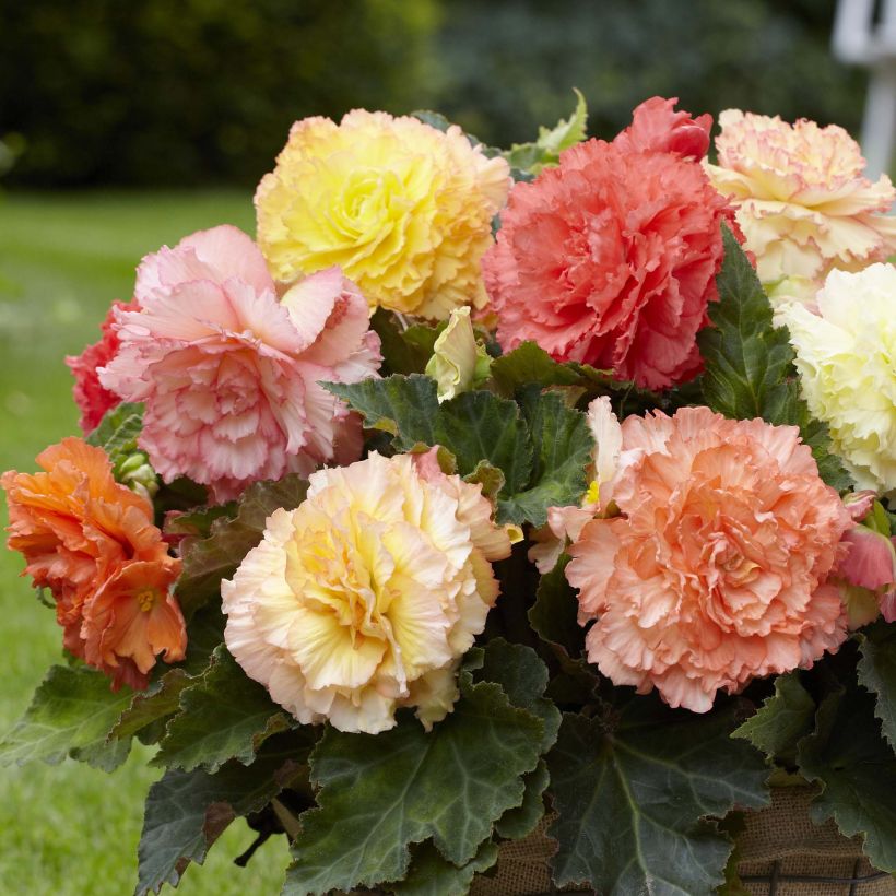 Begonia Fimbriata Samba en mélange (Flowering)