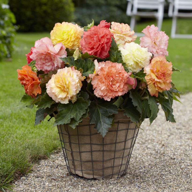 Begonia Fimbriata Samba en mélange (Plant habit)