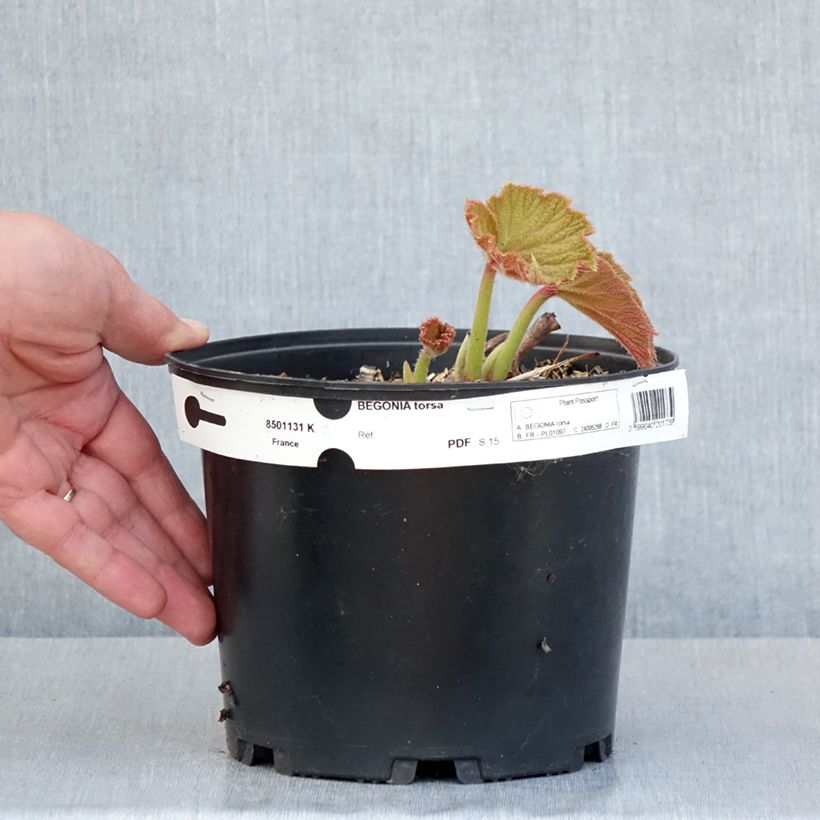 Example of Begonia Torsa Pot de 3L/4L as you get in printemps
