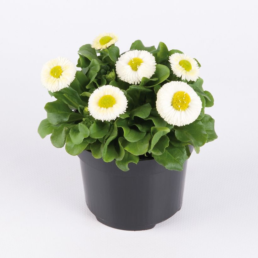 Pâquerette Bellissima Compact White - Bellis Perennis (Plant habit)