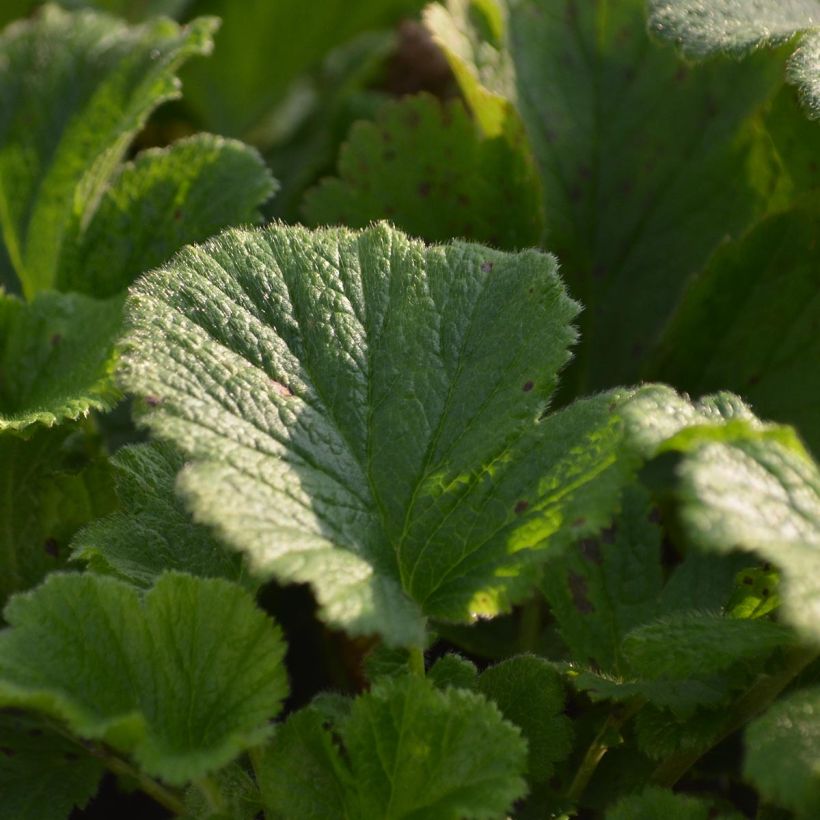Geum Mai Tai - Benoîte saumon abricot  (Foliage)