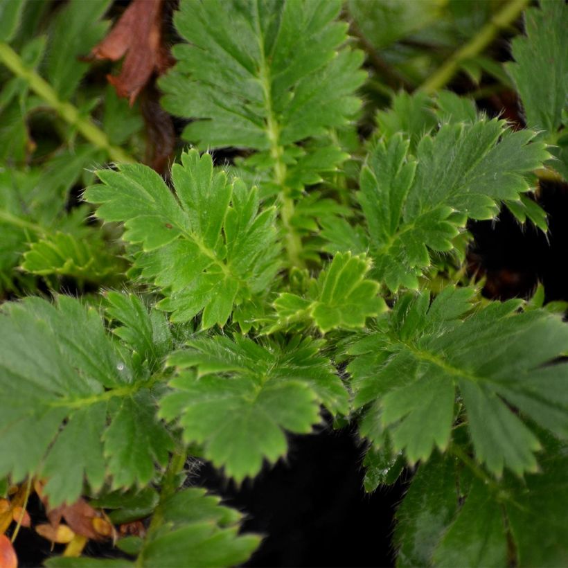 Geum triflorum - Benoîte rose rougeâtre (Foliage)