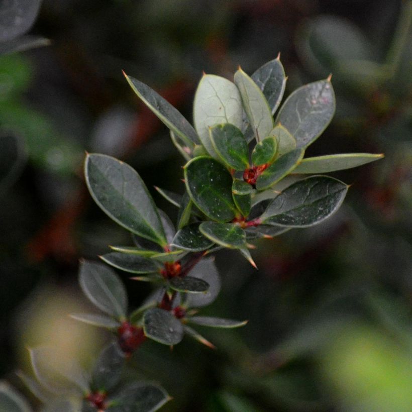Berberis buxifolia Nana - Epine-vinette à feuilles de buis (Foliage)