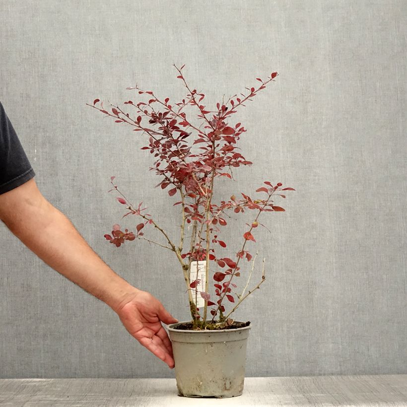 Example of Berberis ottawensis Superba - Epine-vinette Pot de 3L/4L as you get in ete