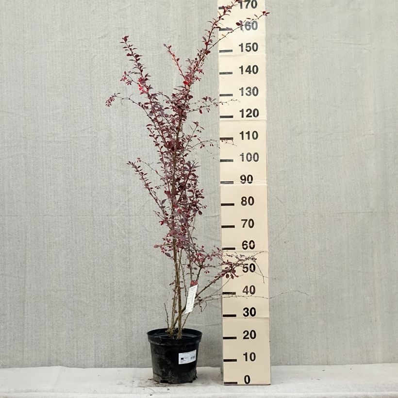 Example of Berberis ottawensis Superba - Epine-vinette Pot de 7,5L/10L as you get in ete