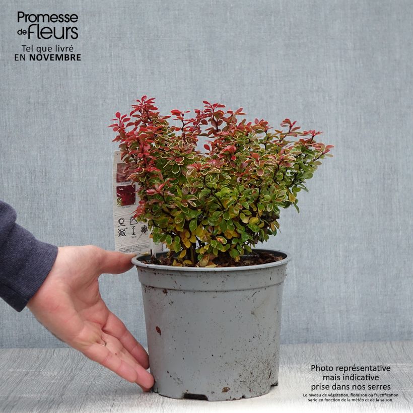 Example of Berberis thunbergii Admiration Pot de 2L/3L as you get in automne