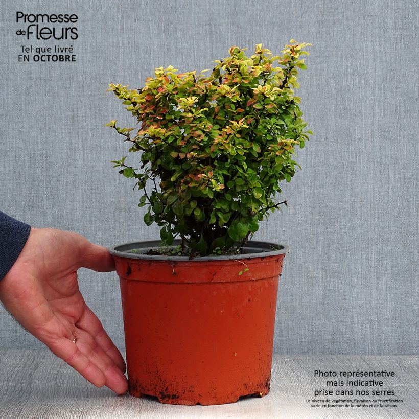 Example of Berberis thunbergii Bonanza Gold - Épine-vinette de Thunberg  Pot de 2L/3L as you get in automne