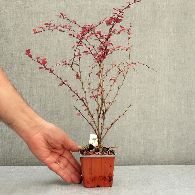 Example of Berberis thunbergii Flamingo - Epine-vinette Godet de 8/9 cm as you get in ete