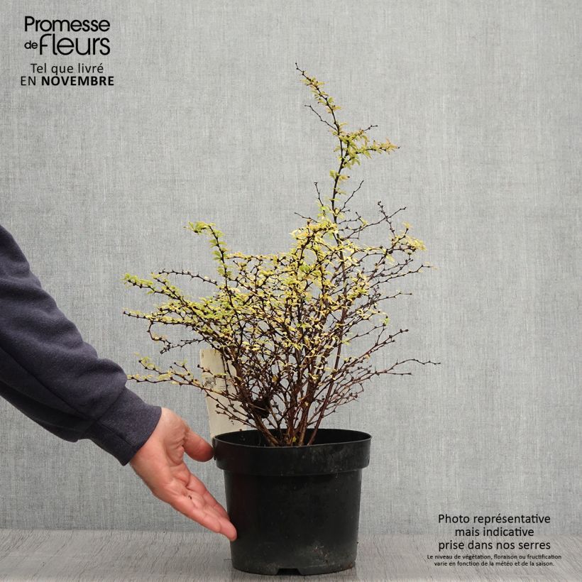 Example of Berberis thunbergii Golden Dream - Épine-vinette Pot de 2L/3L as you get in automne
