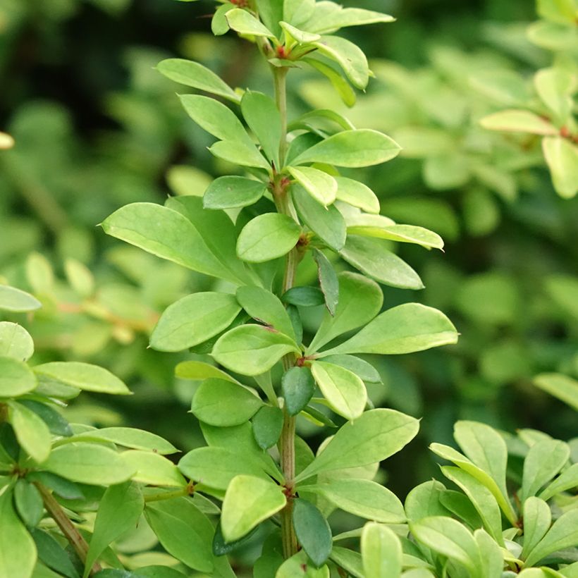 Berberis thunbergii Golden Dream - Épine-vinette (Foliage)