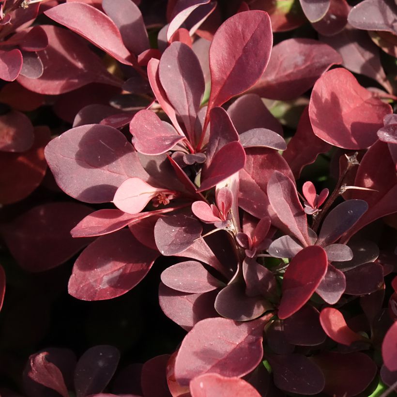 Berberis thunbergii Golden Ring - Epine-vinette (Foliage)