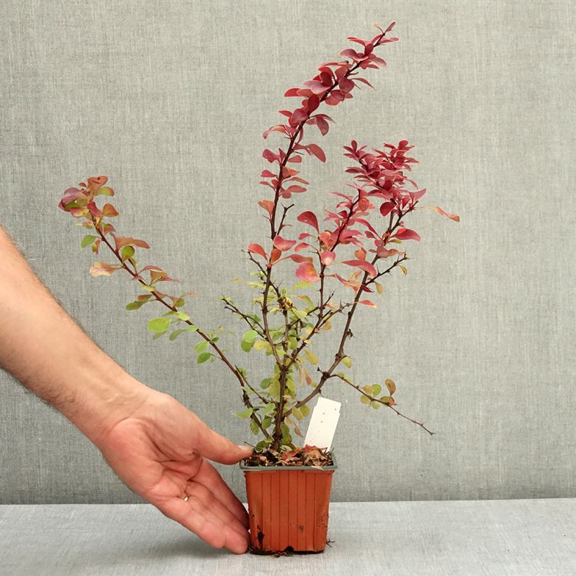 Example of Berberis thunbergii Golden Ring - Epine-vinette Godet de 8/9 cm as you get in ete