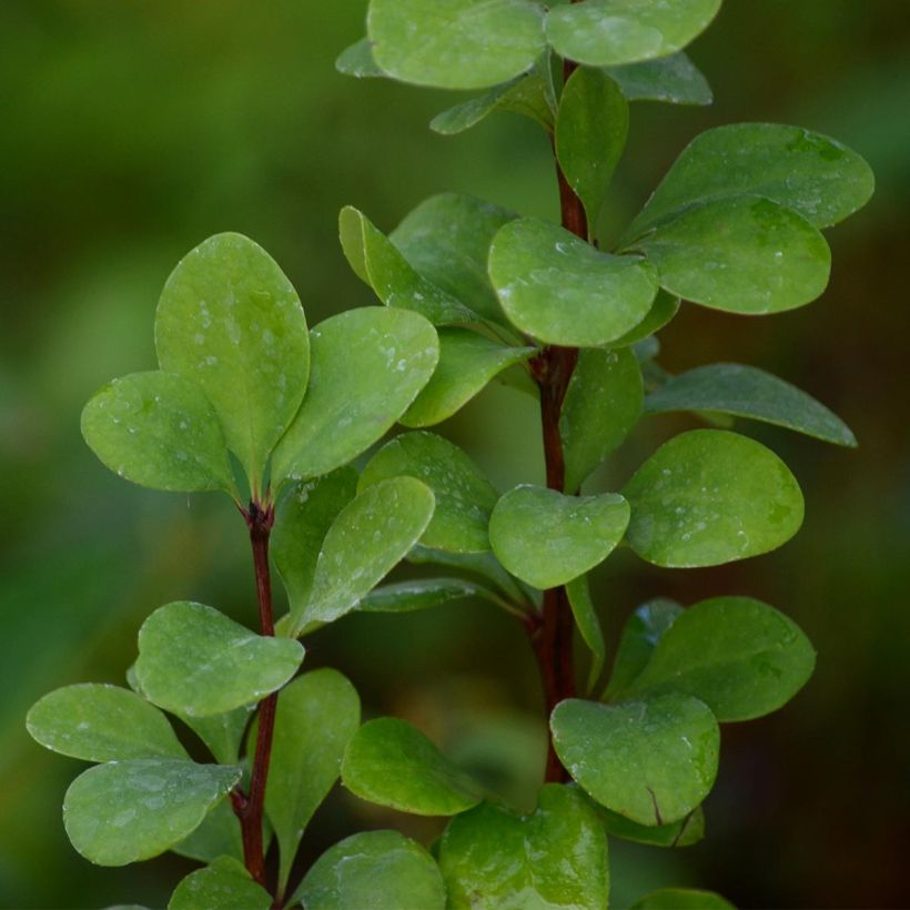 Berberis thunbergii Golden Rocket - Epine-vinette  (Foliage)