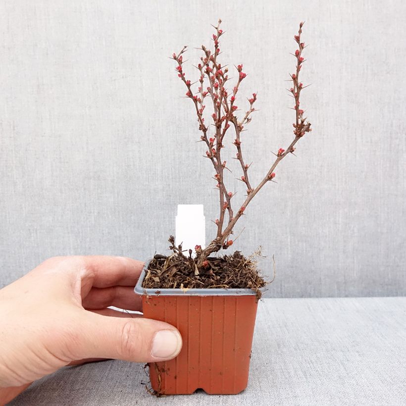 Example of Berberis thunbergii Golden Ruby - Epine-vinette Godet de 8/9 cm as you get in hiver