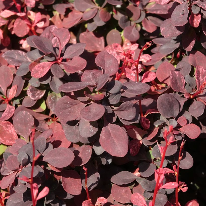 Berberis thunbergii Inspiration - Épine-vinette (Foliage)