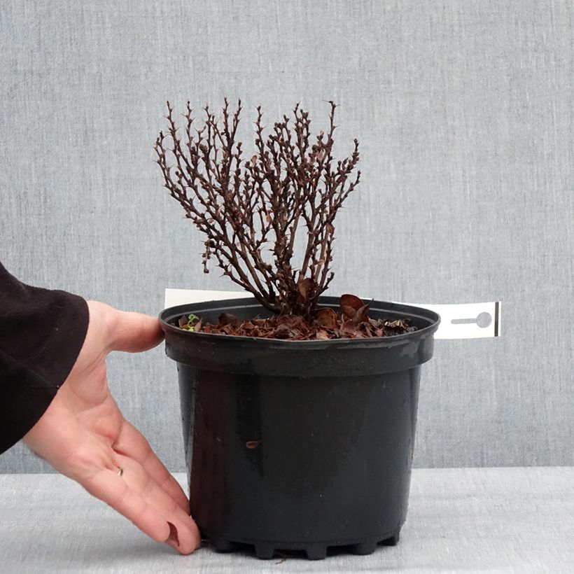 Example of Berberis thunbergii Lutin Rouge -  Epine-vinette naine Pot de 2L/3L as you get in hiver