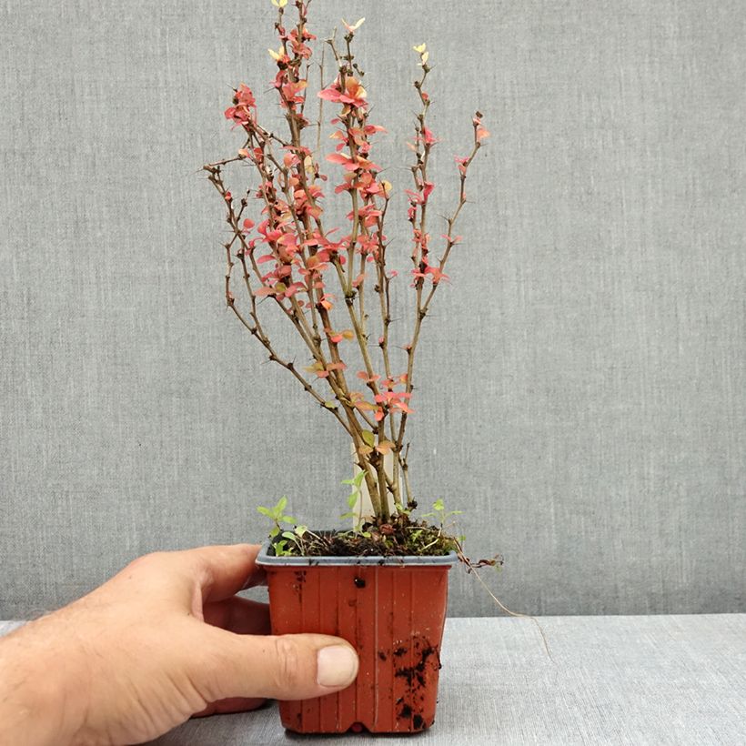 Example of Berberis thunbergii Maria - Épine-vinette Godet de 8/9 cm as you get in ete